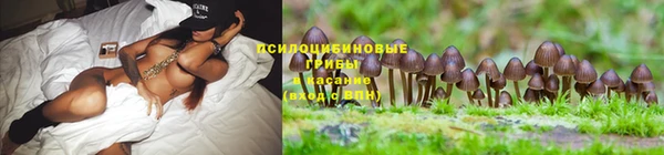 сатива Аркадак